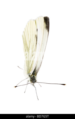 Makro schließen Bild eine kleine Kohl weiß Schmetterling auf einem weißen Hintergrund Stockfoto