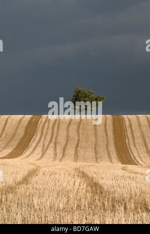 Abstrakte Ansicht der Stoppeln- und Pfluglinien in einem Feld unter Sturmwolken, Rogate, Sussex, UK, September, South Downs National Park Stockfoto