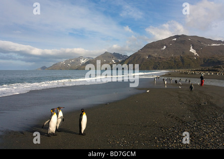 König Penguins Aptenodytes Patagonicus und Touristen am Strand von St. Andrews Bay South Georgia Antarktis Stockfoto