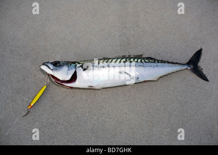 Makrele (Scomber Scombrus) am Boden mit Haken noch Stockfoto