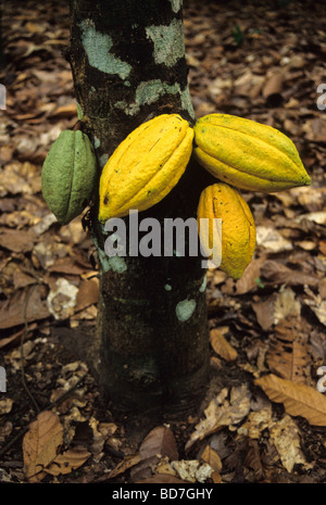 Kakao-Hülsen auf Baumstamm.  Elfenbeinküste, Côte d ' Ivoire. Stockfoto