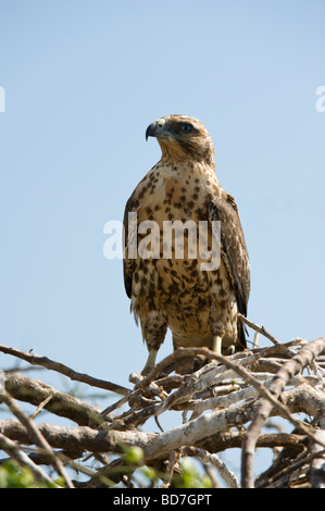 Galapagos-Falke (Buteo Galapagoensis) Santa Fe Insel Galapagosinseln Ecuador Südamerika Pazifik Stockfoto