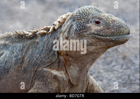 Sante Fe Land Iguana (Conolophus Pallidus) Erwachsenen, Santa Fe Insel, Galapagos, Pazifik, Südamerika Stockfoto