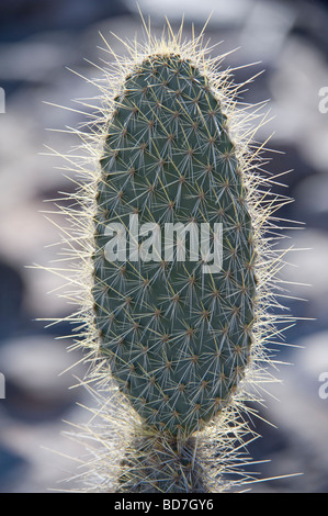 Kaktus Feigenkaktus (Opuntia Echios var.barringtonensis) junge Pflanze Barrington Bucht Santa Fe Insel Galapagos Stockfoto