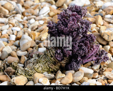 Meerkohl (Crambe Maritima) auf einem Kiesstrand. Neue Sprossen wachsen aus einen alten Hahn Wurzel Verlängerung tief in den Kies. Stockfoto