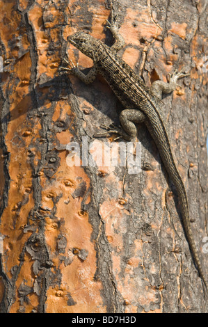 Lava-Eidechse (Microlophus SSP) sonnen sich auf Kakteen Feigenkaktus (Opuntia Echios var.barringtonensis) Rinde Insel Santa Fe Stockfoto