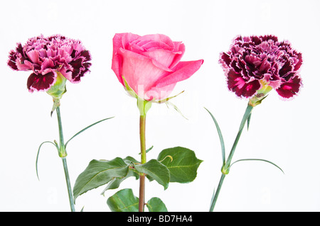 Rosa Rosenknospe und Nelken vor weißem Hintergrund. Stockfoto