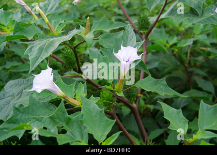 Stechapfel Thorn Apple 01 Stockfoto