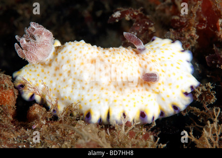 Nacktschnecken, Goniobranchus Aureopurpureus. Zuvor Chromodoris aureopurpurea Stockfoto