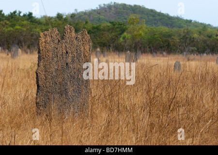 Ein Termite Hügel steht in einem Feld der anderen im Litchfield National Park in der Nähe von Darwin im Northern Territory Australiens Stockfoto