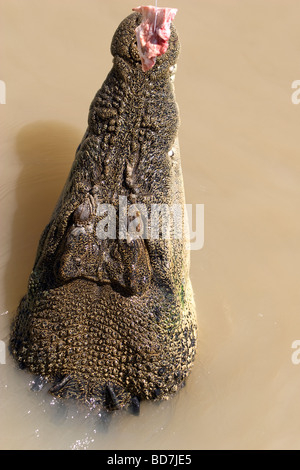 Ein Krokodil in Adelaide River im Northern Territory von Australien in der Nähe von Darwin springt für ein Stück Fleisch. Stockfoto