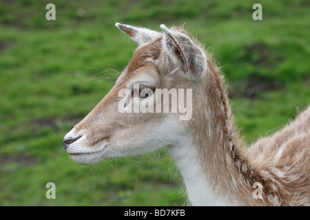 Sika Hirsch Cervus Nippon The Chestnut Centre in der Nähe von Castleton Derbyshire UK Mai 2009 Stockfoto