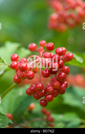 Viburnum opulus 'Notcutt der Vielfalt'. Gefüllte Schneeball" Beeren Notcutt der Sorte "und Bush Stockfoto