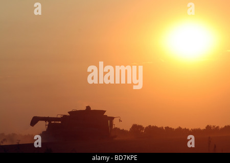 Harvester schneiden Winterweizen vor Sonnenuntergang im Südwesten Ontarios Feld Stockfoto