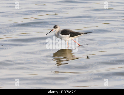 Stelzenläufer (Himantopus Himantopus). Seine sehr langen Beine sind durch tiefes Wasser verschleiert. Ranthambore Nationalpark, Rajasthan Stockfoto