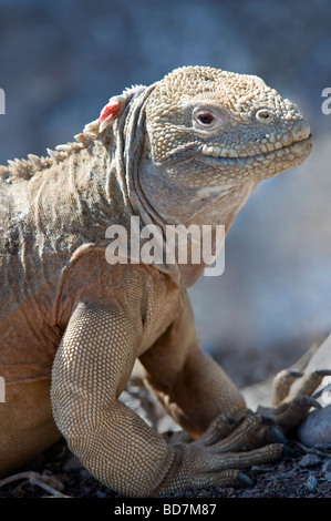 Sante Fe Land Iguana (Conolophus Pallidus) Erwachsenen, Santa Fe Insel, Galapagos, Pazifik, Südamerika Stockfoto