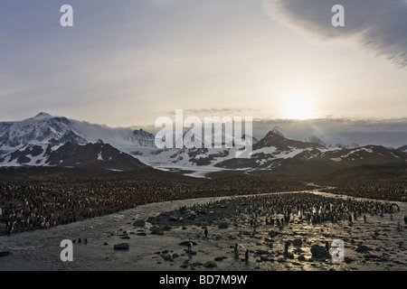 King Penguin Aptenodytes Patagonicus Brutkolonie St. Andrews Bay South Georgia Antarktis Stockfoto