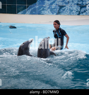 Delfinshow im Acuario Nacional Kuba Stockfoto