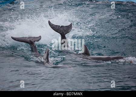 Delfinshow im Acuario Nacional Kuba Stockfoto