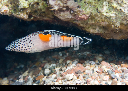 Spottail Coris (Coris Caudimacula) Stockfoto