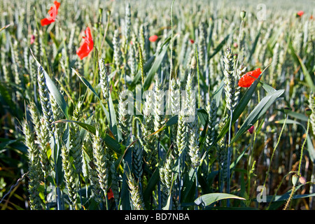 Ähren mit wilden Mohn Stockfoto