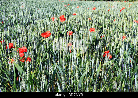 Wilder Mohn Vermischung mit der Weizenernte Stockfoto