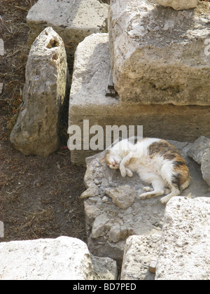 Katzen schlafen in Schutt und Asche im largo Argentina Cat Sanctuary in Rom Stockfoto