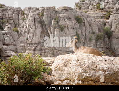 EINE WILDE STEINBÖCKE ZIEGE IN DEN EL TORCAL BERGEN IN DER NÄHE VON ANTEQUERA, SPANIEN Stockfoto