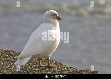 Verschneiten Scheidenschnabel Chionis Alba St. Andrews Bay South Georgia Antarktis Stockfoto