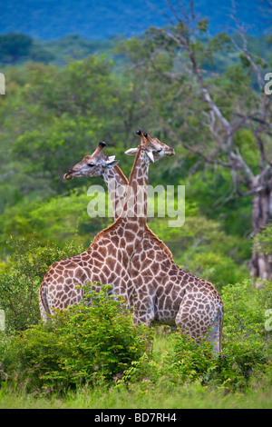 Giraffen Giraffa Camelopardis Krüger NP in Südafrika Stockfoto