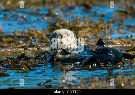 Seeotter Enhydra lutris in Seetang bett Point Lobos State Reserve CA USA Ende Dezember, von Dominique Braud/Dembinsky Foto Assoc Stockfoto