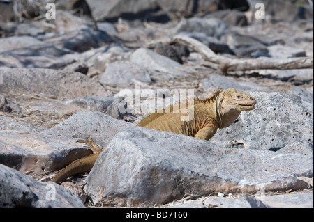 Sante Fe Land Iguana (Conolophus Pallidus) Erwachsenen, Santa Fe Insel, Galapagos, Pazifik, Südamerika Stockfoto