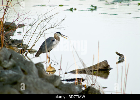 Great Blue Heron am Ufer wartet Fische Stockfoto