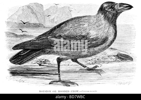 Royston oder mit Kapuze Krähe Corvus cornix Stockfoto