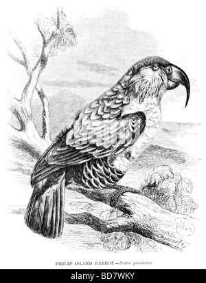 Philip Insel Papagei Nestor Serviceabteilung Stockfoto