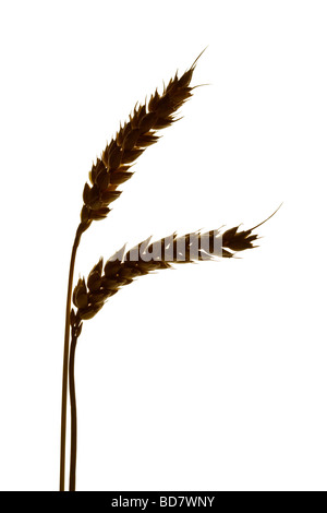 Silhouette von zwei Weizenähren auf weißen Hintergrund Stockfoto