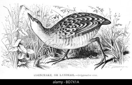 Wachtelkönig oder Landrail Ortygometra crex Stockfoto