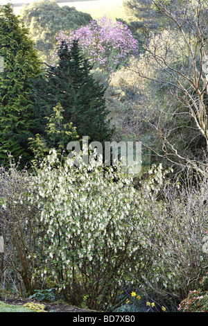 Ribes Sanguineum White Icicle AGM an Marwood Hill Gardens North Devon Stockfoto