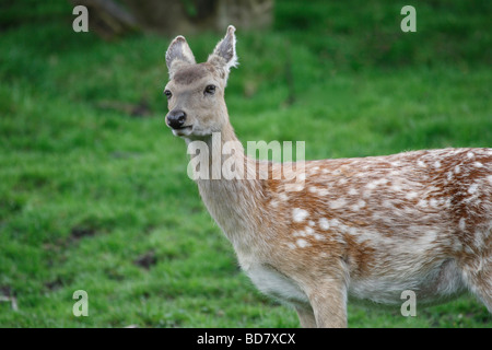 Sika Hirsch Cervus Nippon The Chestnut Centre in der Nähe von Castleton Derbyshire UK Mai 2009 Stockfoto