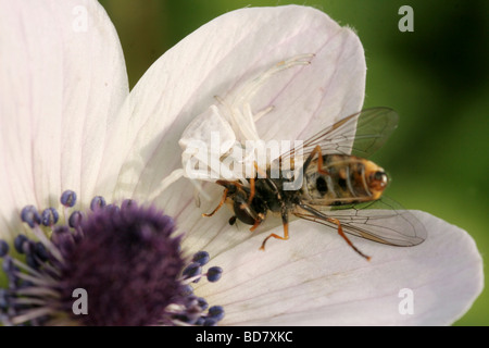 Nahaufnahme von einer Krabbenspinne Thomisus Onustus Essen eine Fliege an einer Anemone coronaria Stockfoto