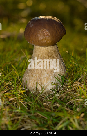 Steinpilze oder Penny Bun Bolete (Boletus Edulis) Stockfoto