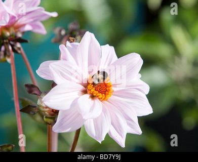 Eine Biene sammelt Pollen von einer Blume Dahlie Stockfoto