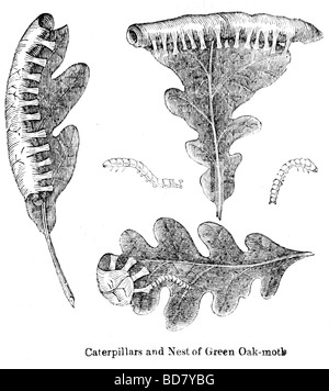 Raupen und Nest von grünen Eiche Motte Stockfoto