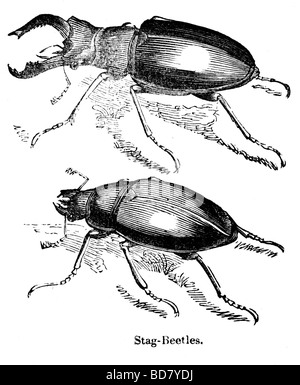 Hirschkäfer Stockfoto