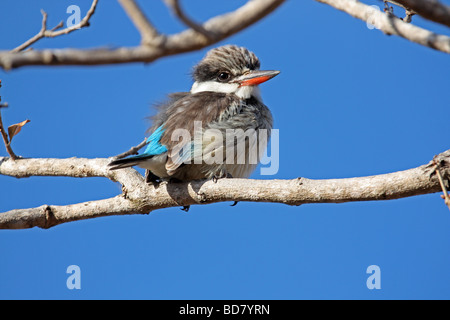 Braun mit Kapuze Kingfisher Stockfoto