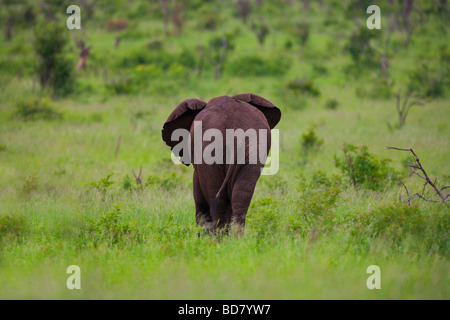 Elefant Loxodonta Africana Krüger NP in Südafrika Stockfoto