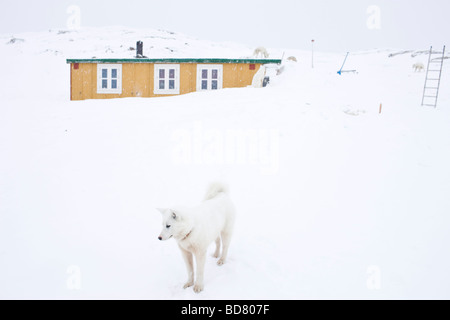 Greenlands Sledgedogs und Haus im Dorf Kulusuk, Grönland Stockfoto