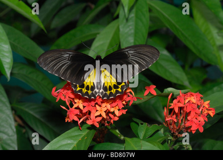 Coomon Birdwing Schmetterlinge ernähren sich von Ixora Blume, Malaysia Stockfoto