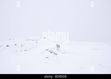 Greenlands Sledgedogs im Dorf Kulusuk, Grönland Stockfoto