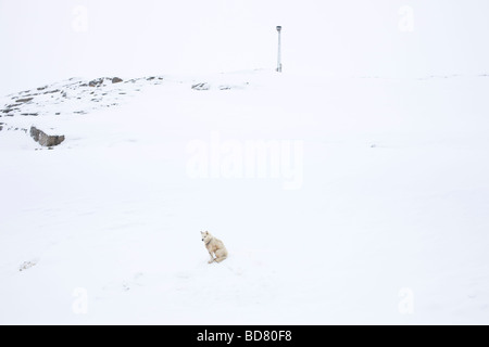 Greenlands Sledgedogs im Dorf Kulusuk, Grönland Stockfoto